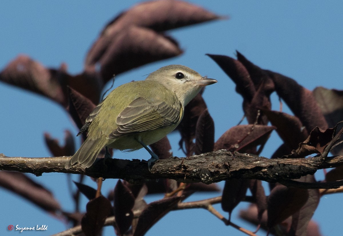 Warbling Vireo - ML34383711