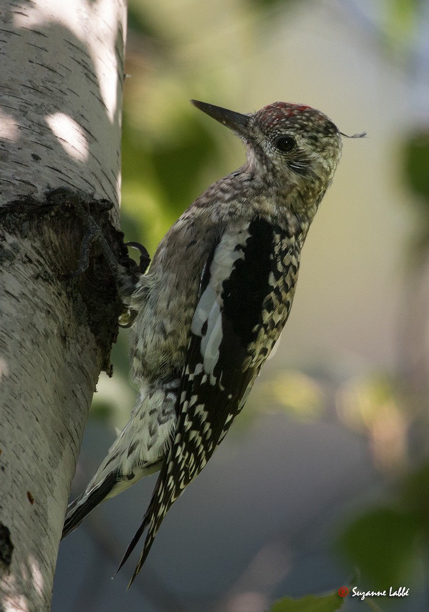 Yellow-bellied Sapsucker - ML34383721