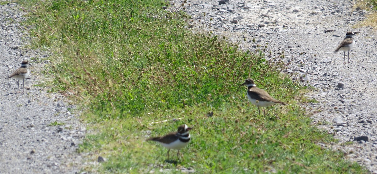 Killdeer - ML343837501