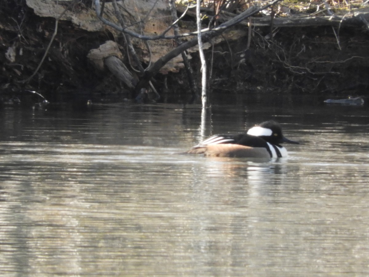 Hooded Merganser - ML343837881