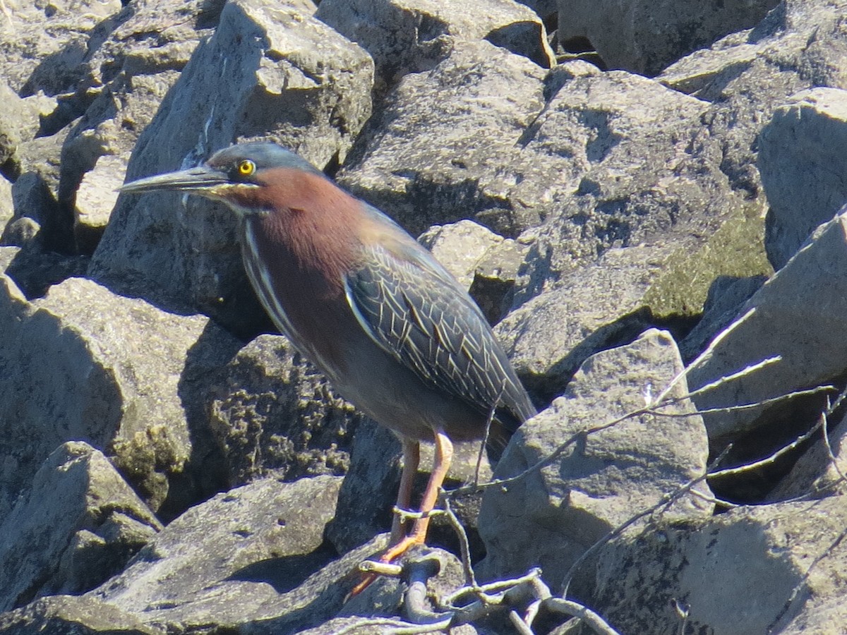 Green Heron - ML343838051