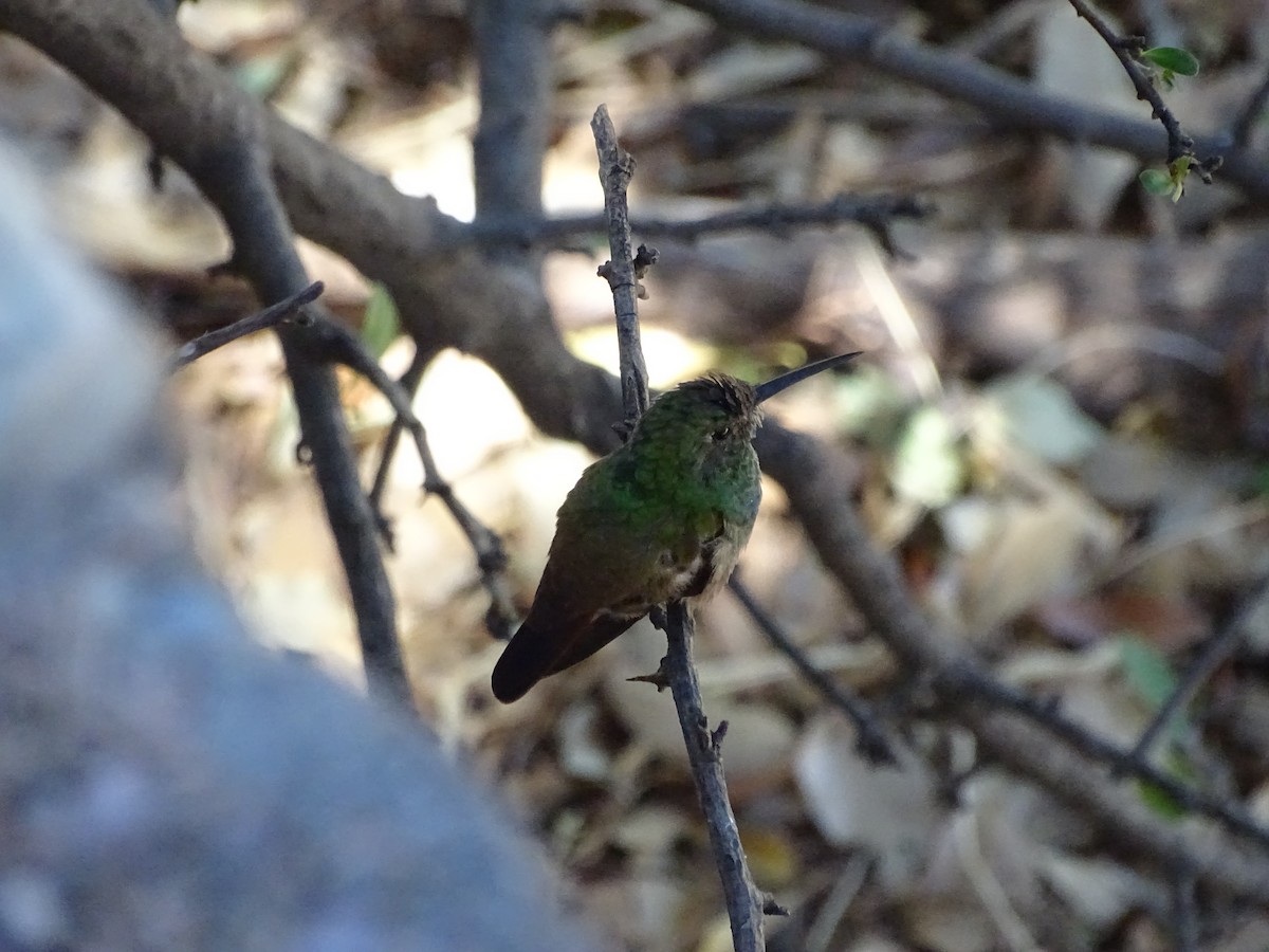 Berylline Hummingbird - ML343841241