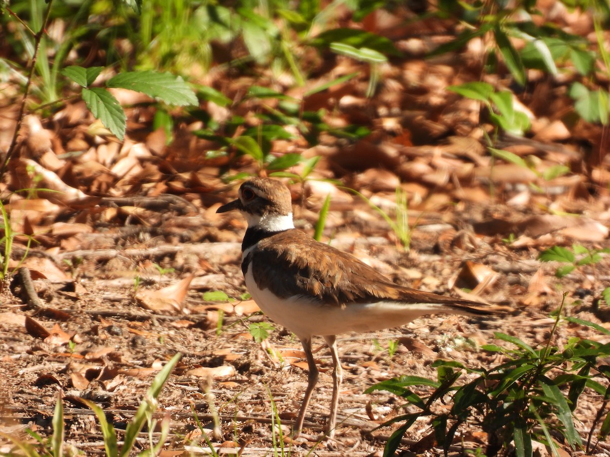 Killdeer - ML343841691