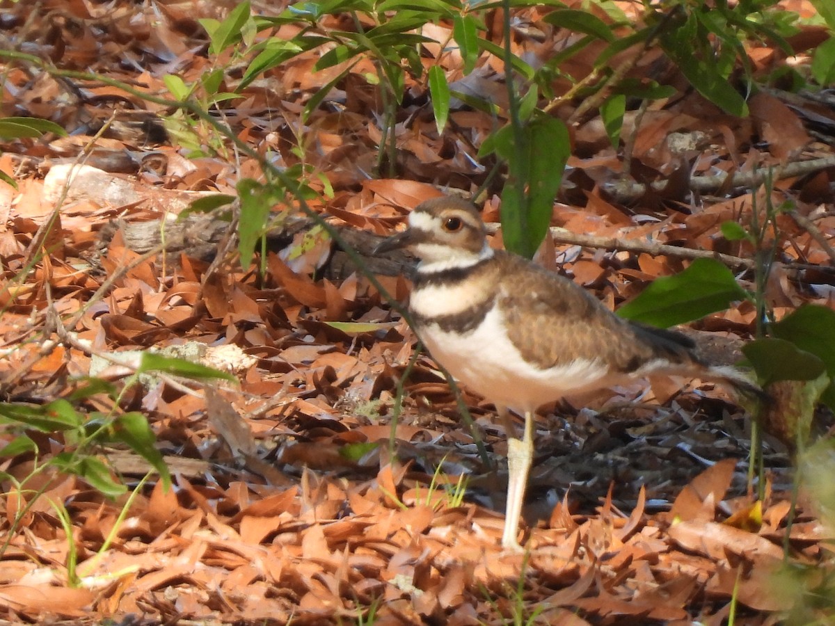 Killdeer - ML343841721