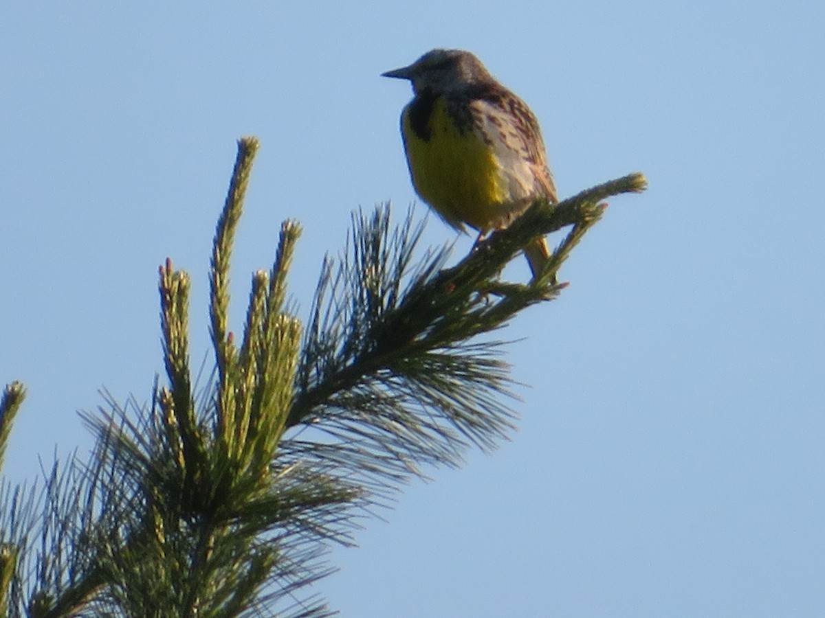 Eastern Meadowlark - Penny M