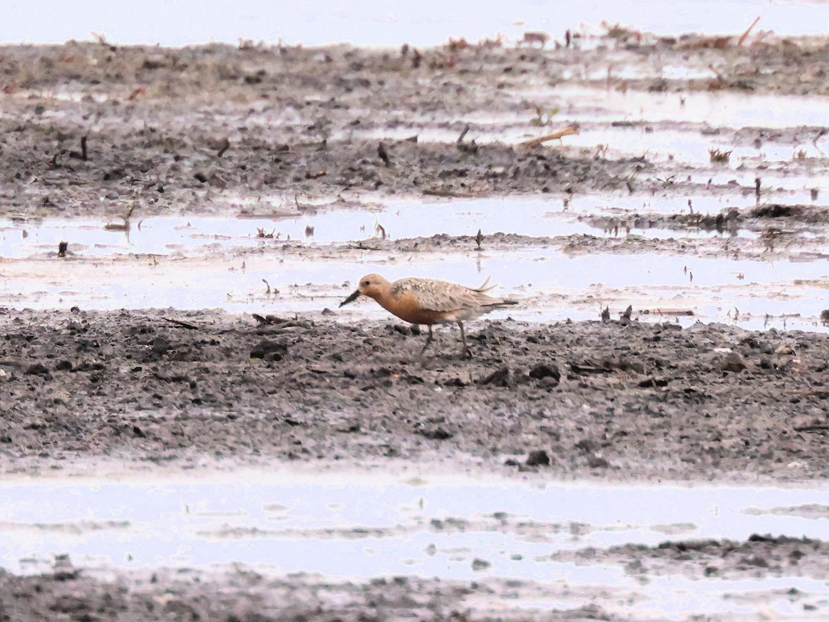 Red Knot - Glenn Wilson