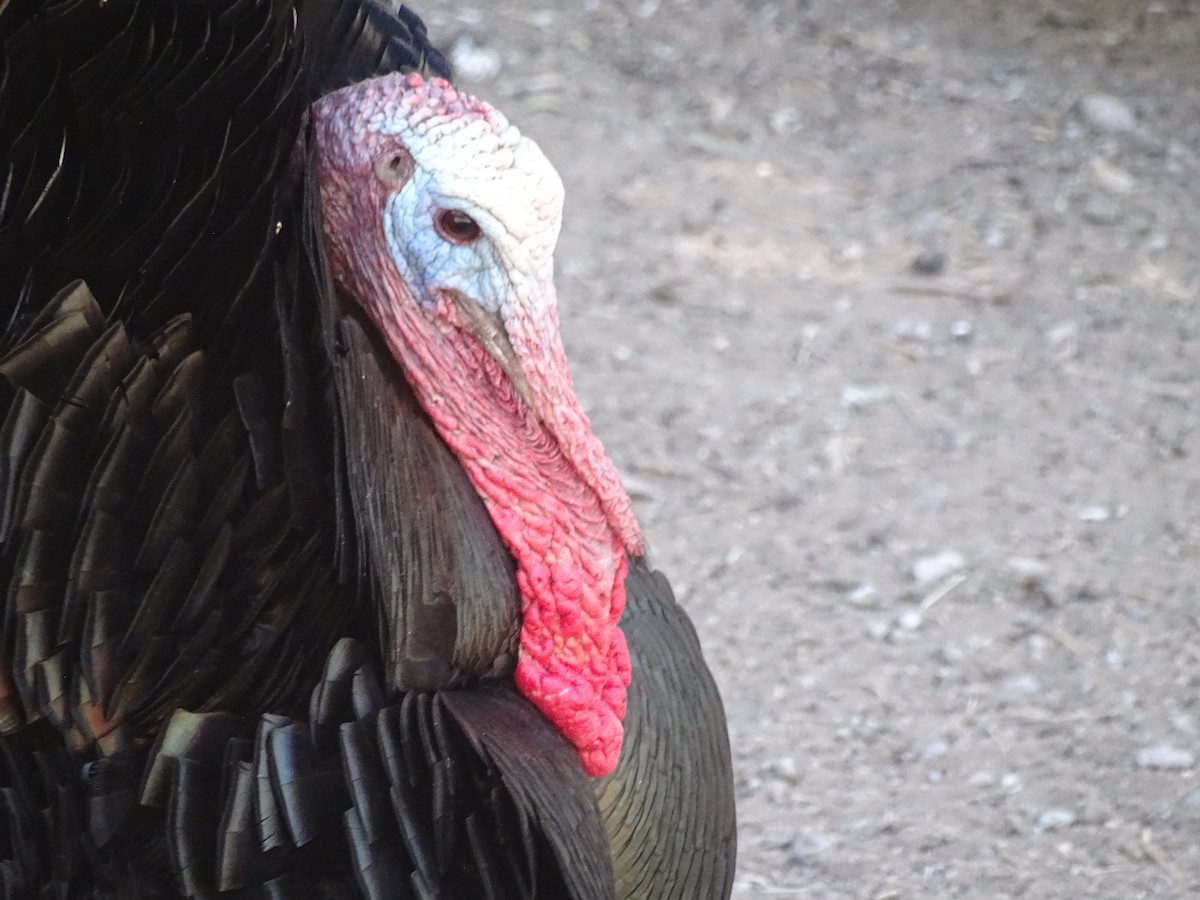 Wild Turkey - ML343843151