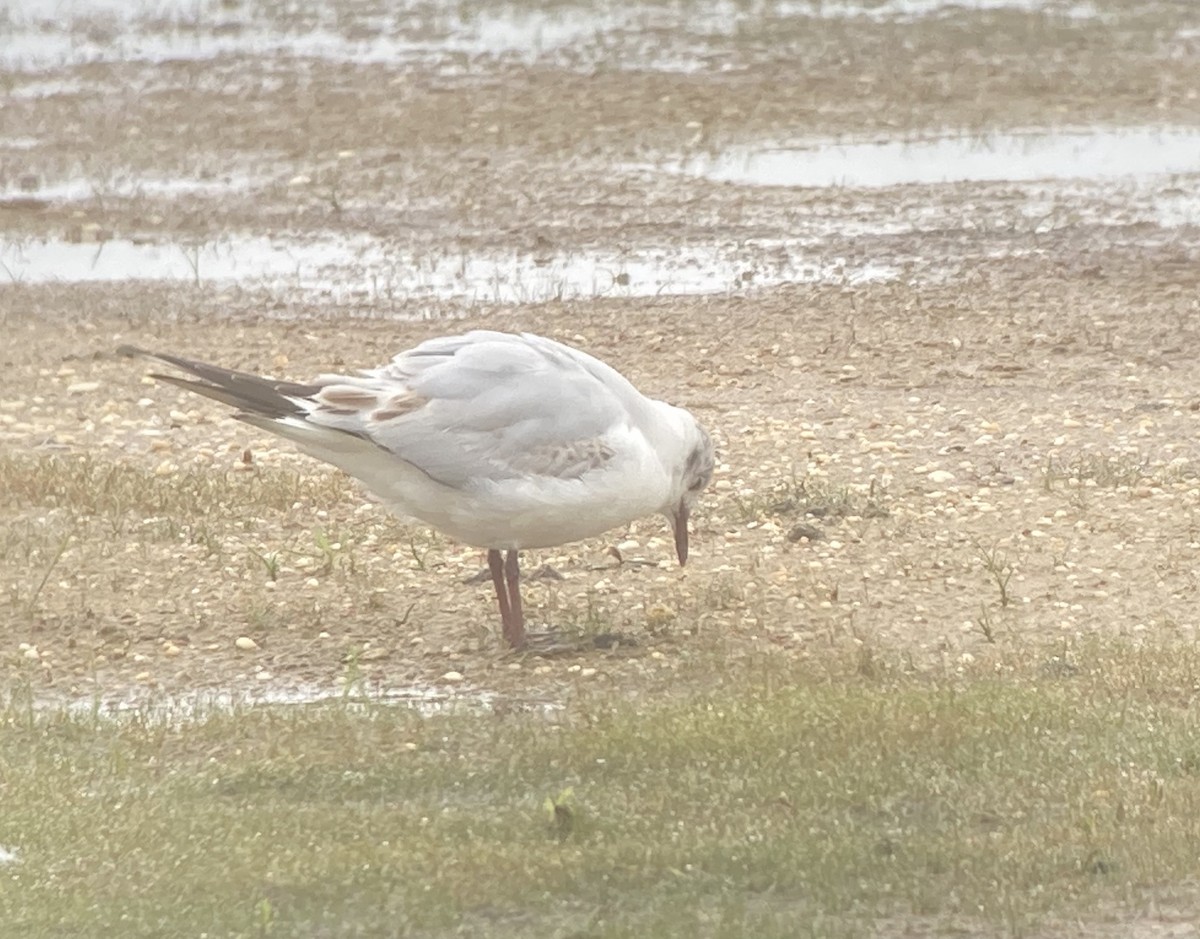 Gaviota Reidora - ML343843161