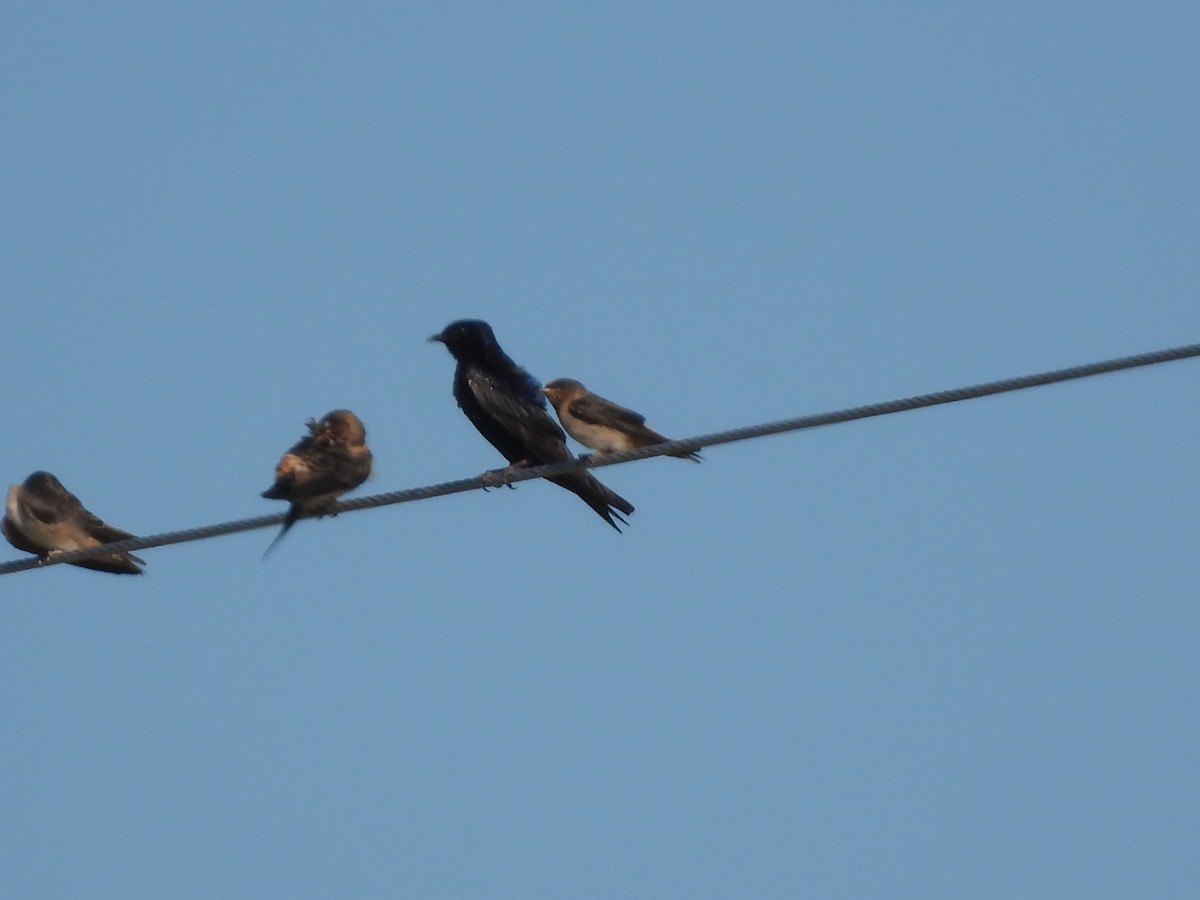 Purple Martin - ML343844251