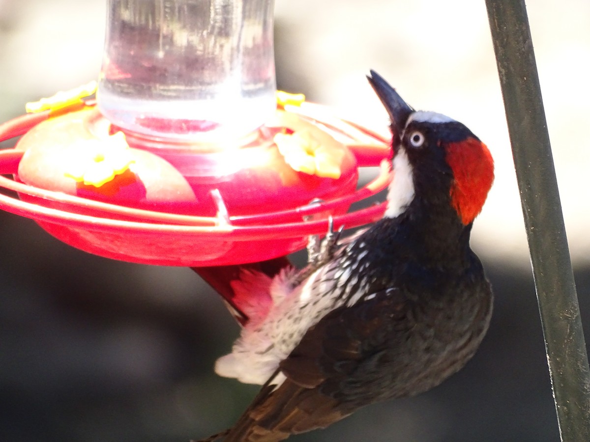 Acorn Woodpecker - ML343844561