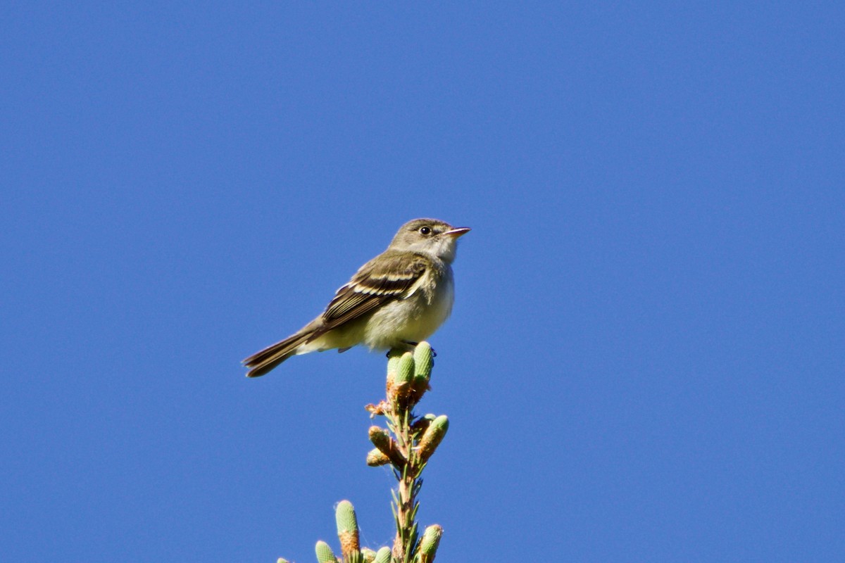 Alder Flycatcher - ML343845531