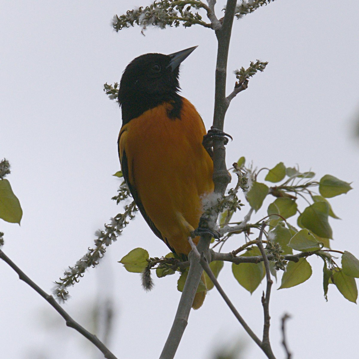 Baltimore Oriole - Rob Worona