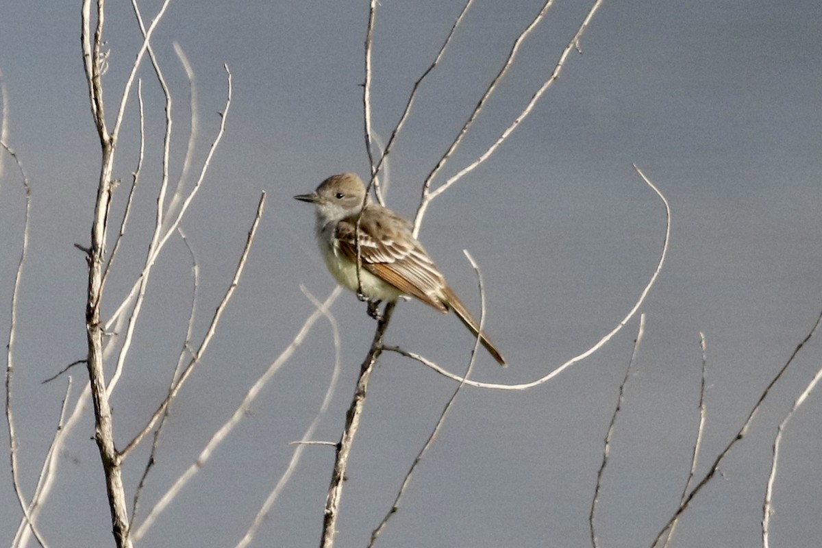 Ash-throated Flycatcher - ML343847761