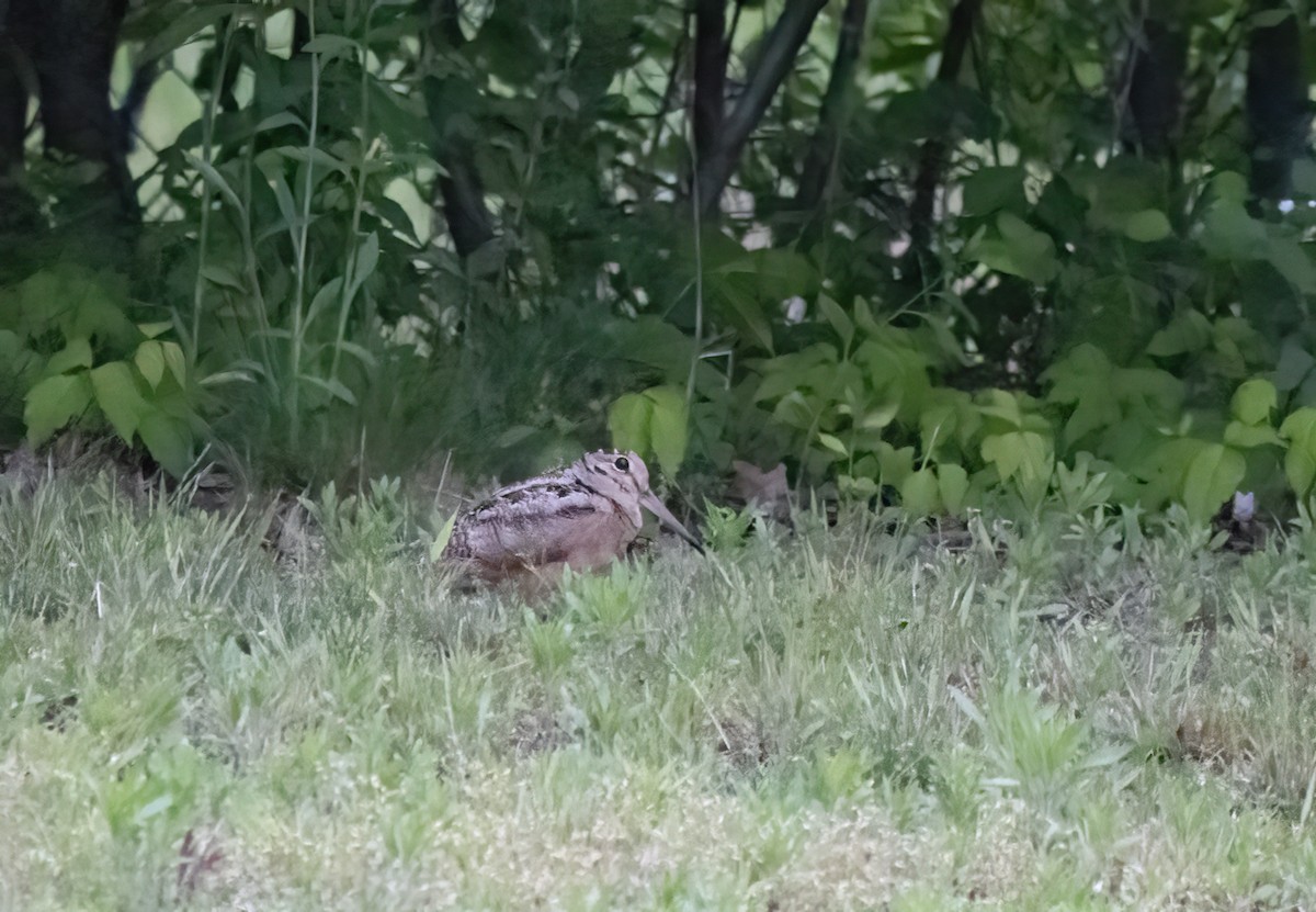 American Woodcock - Kalpesh Krishna