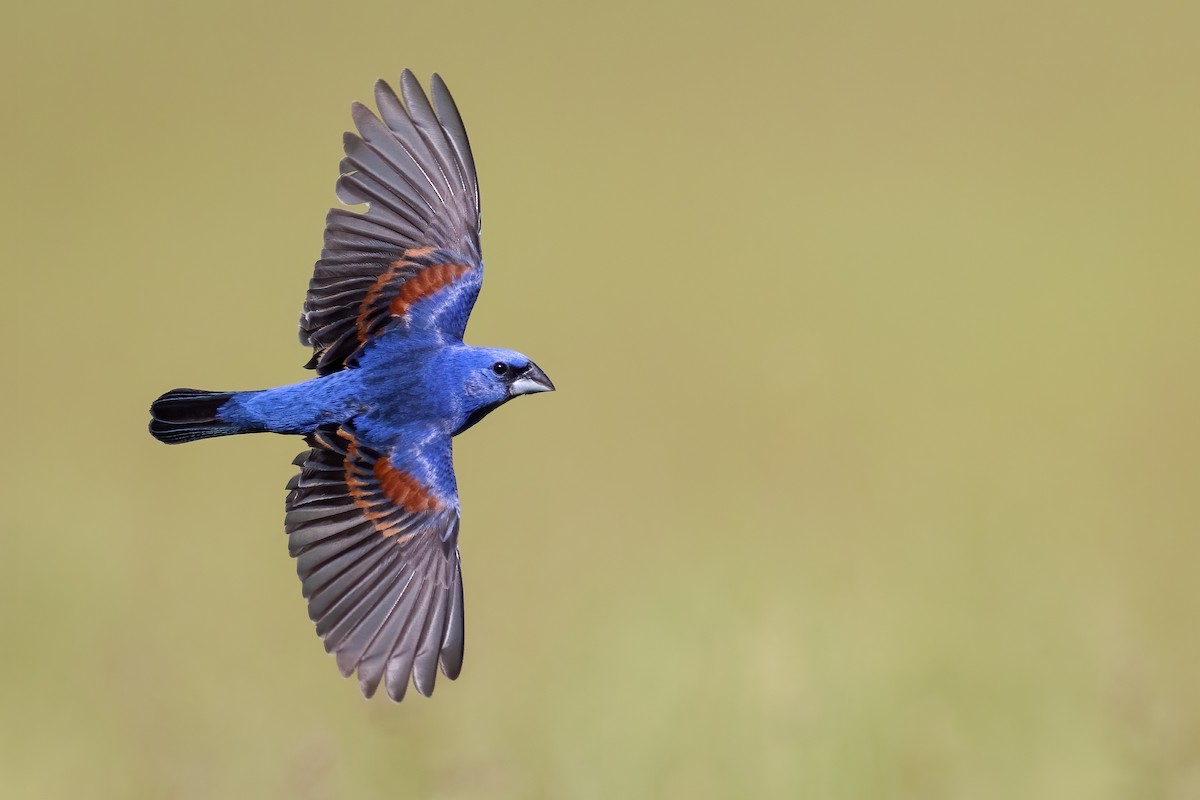 Blue Grosbeak - ML343849361