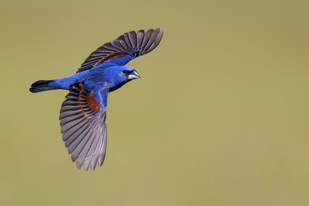 Blue Grosbeak - Ryan Sanderson