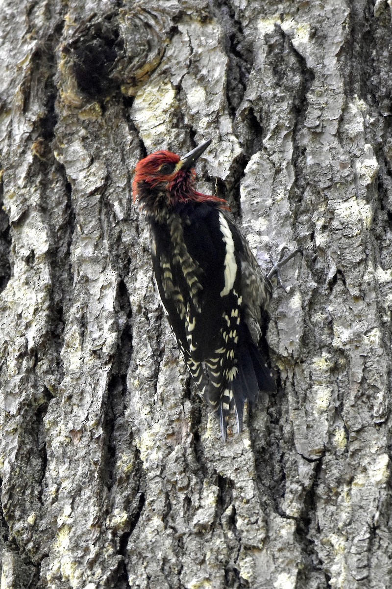 Red-breasted Sapsucker - ML343849551