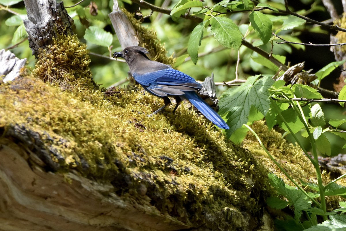 Steller's Jay - ML343849561
