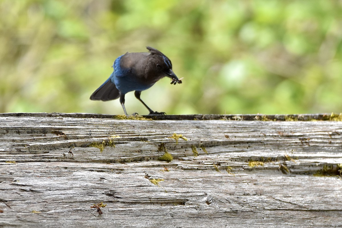Steller's Jay - ML343849581