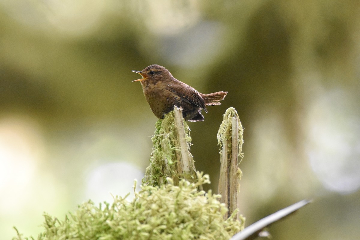 Pacific Wren - ML343849681