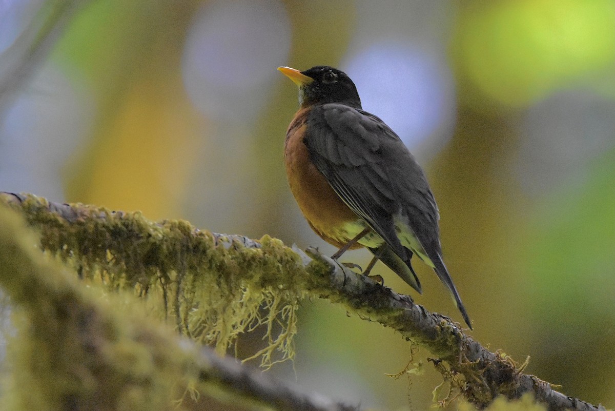 American Robin - ML343849801