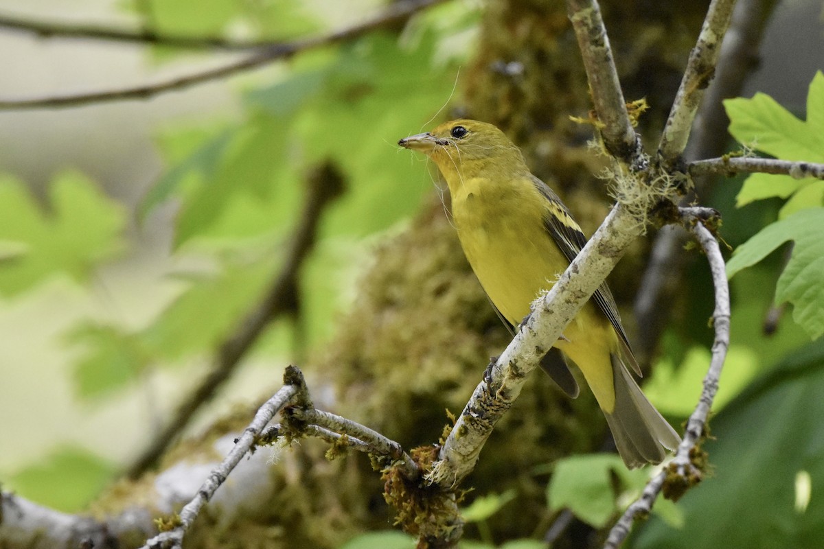 Western Tanager - ML343849871