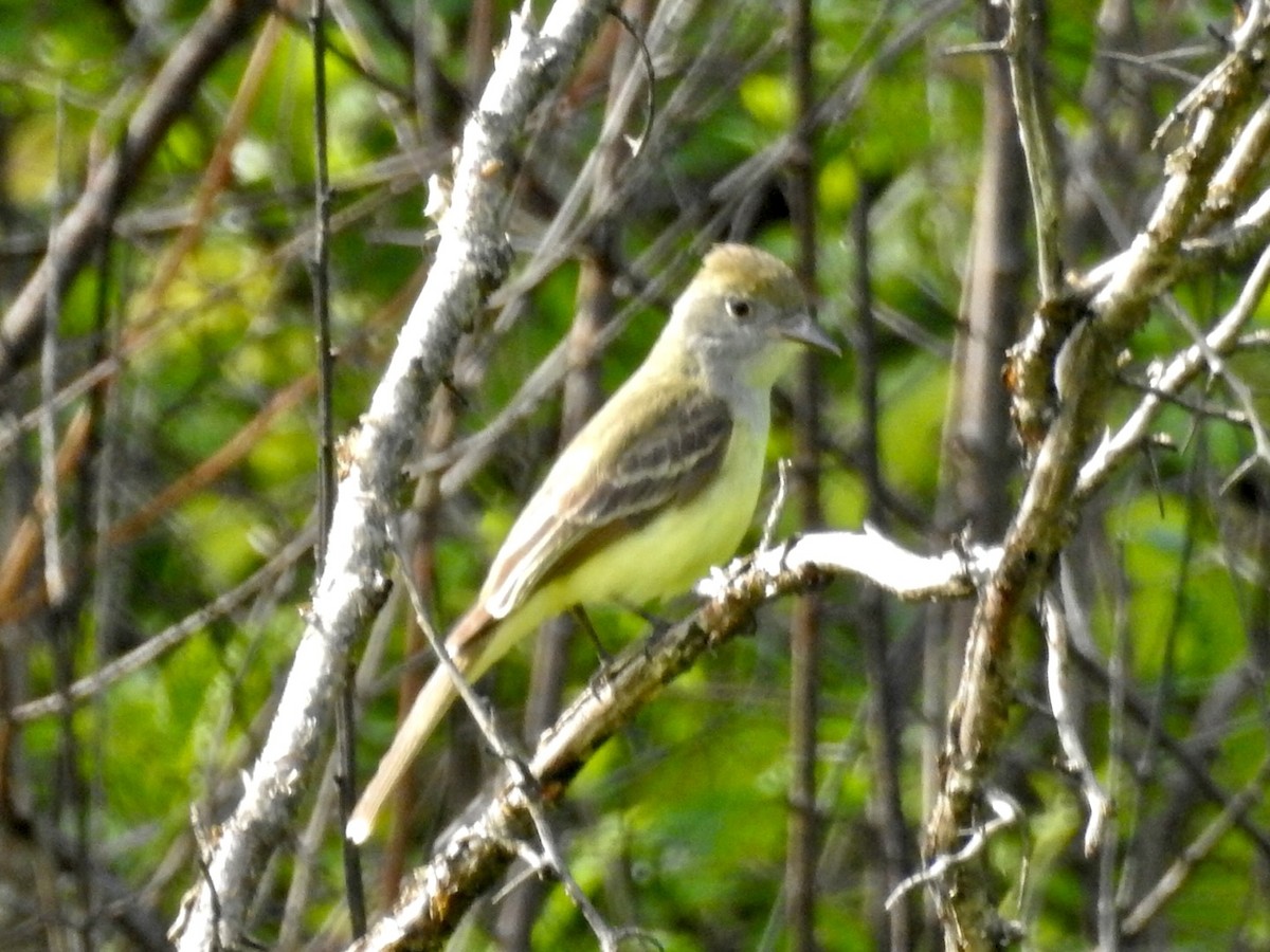 Great Crested Flycatcher - ML343852231