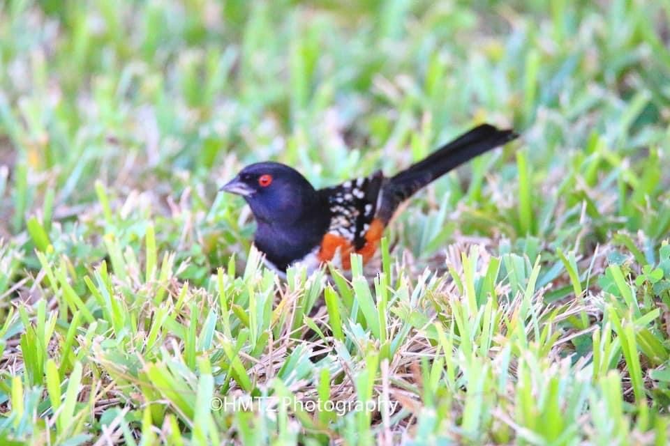 Spotted Towhee - ML343853301