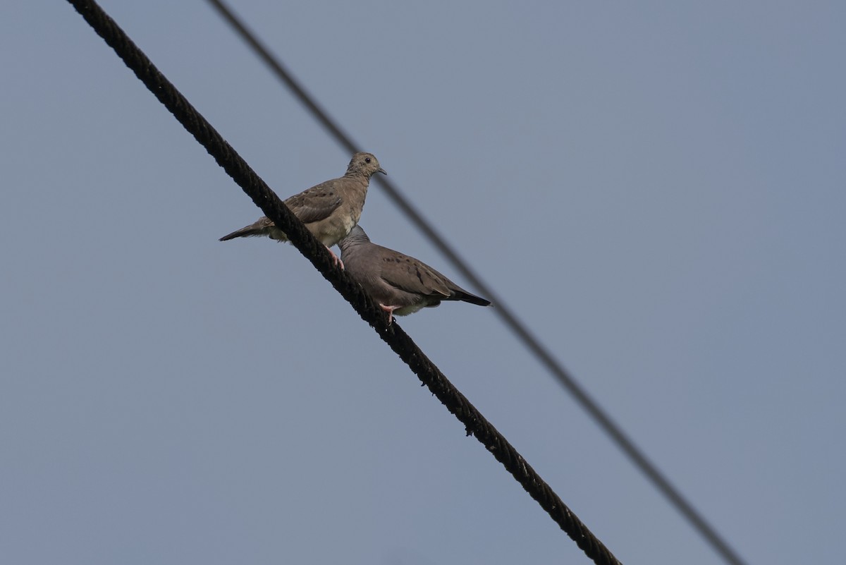 Plain-breasted Ground Dove - ML343853351