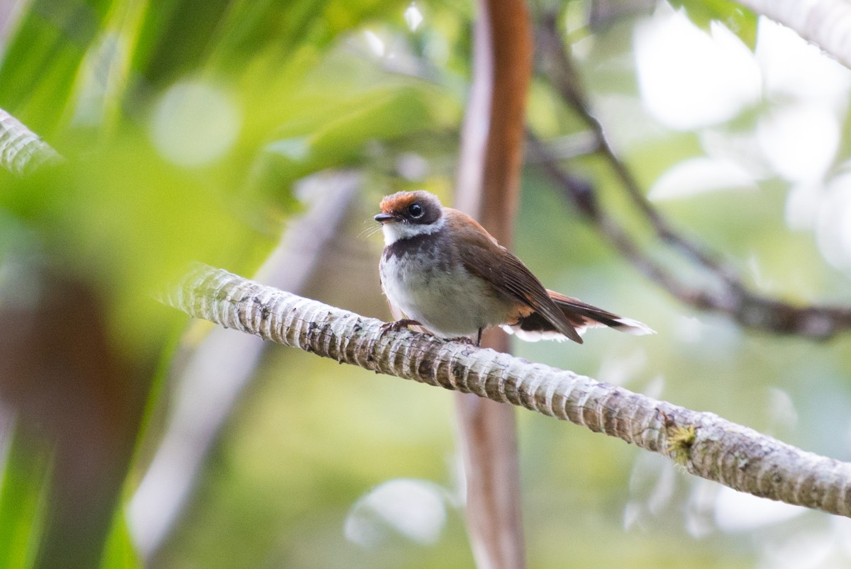 Solomons Rufous Fantail - ML34385341