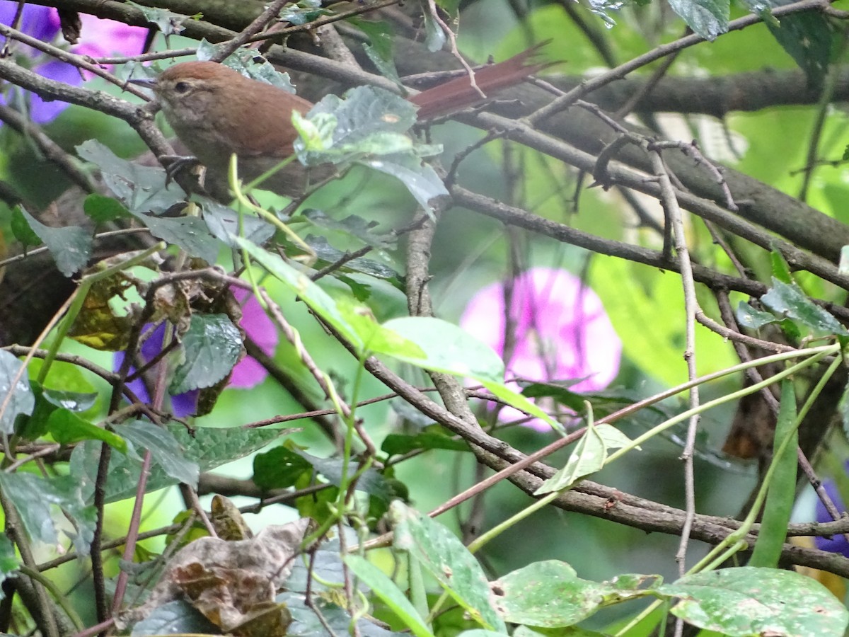 Azara's Spinetail - ML343853731