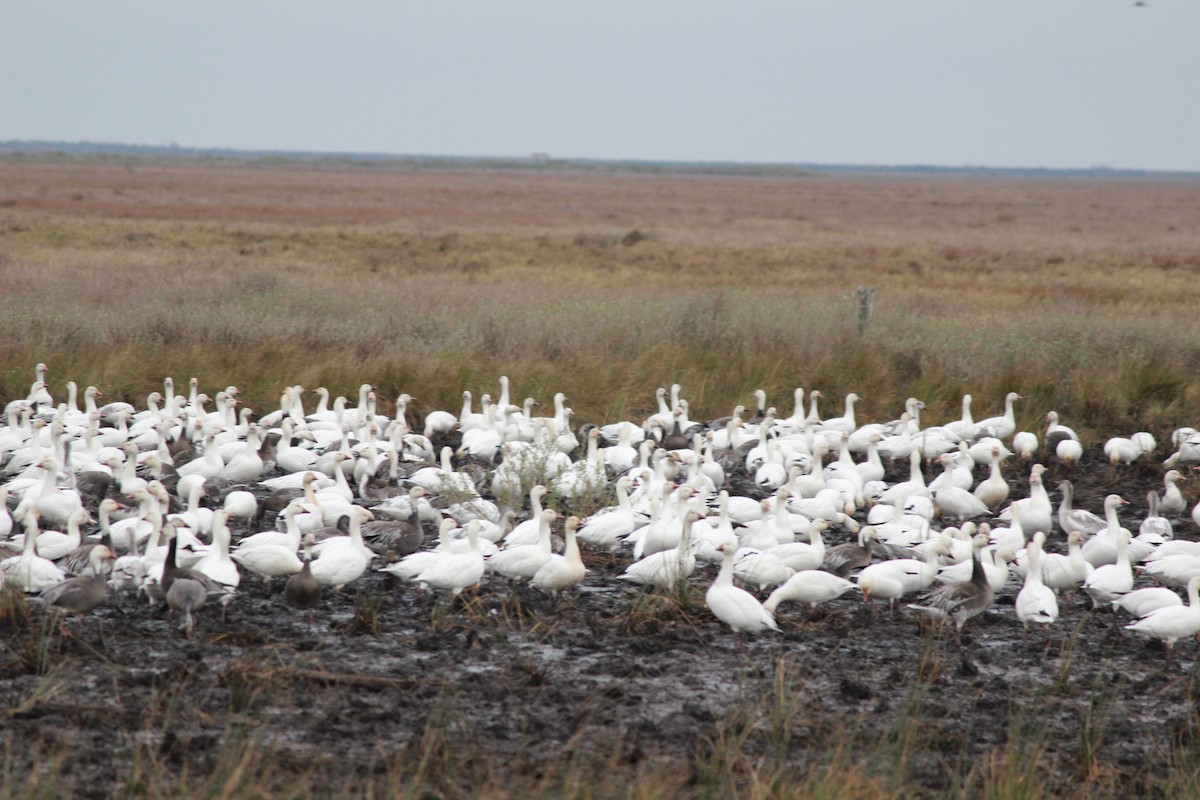 Snow Goose - ML343854531