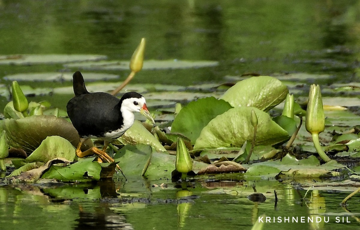 White-breasted Waterhen - ML343854771