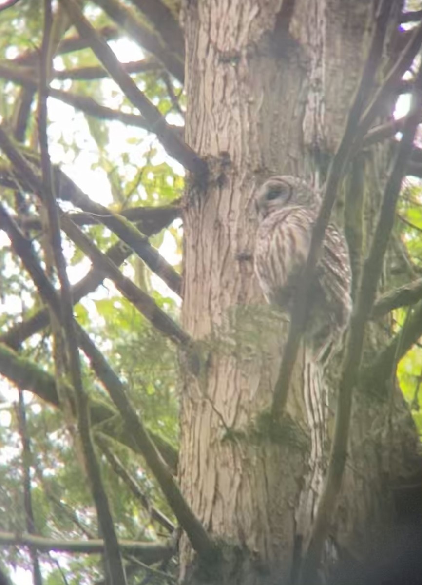 Çizgili Baykuş - ML343854941