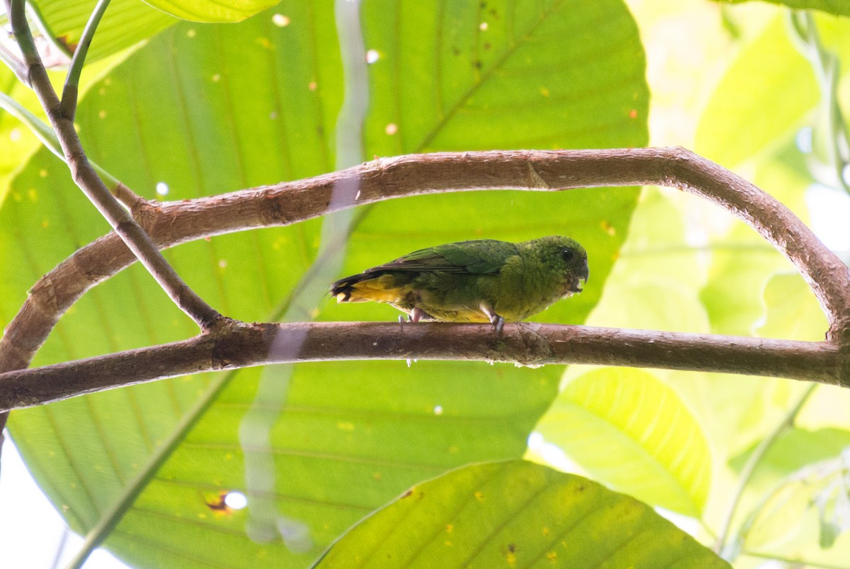 Finsch's Pygmy-Parrot - ML34385501