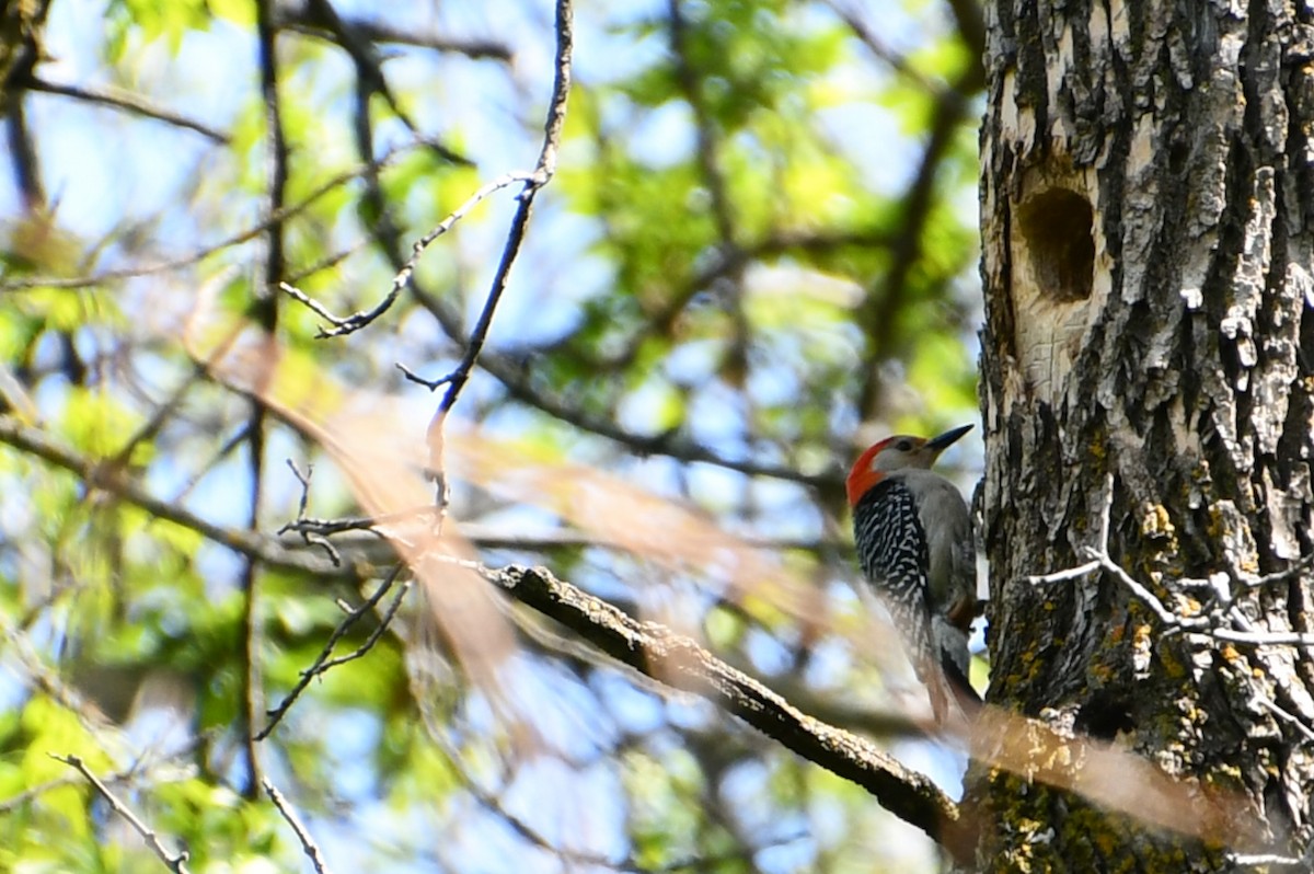 Red-bellied Woodpecker - ML343855091