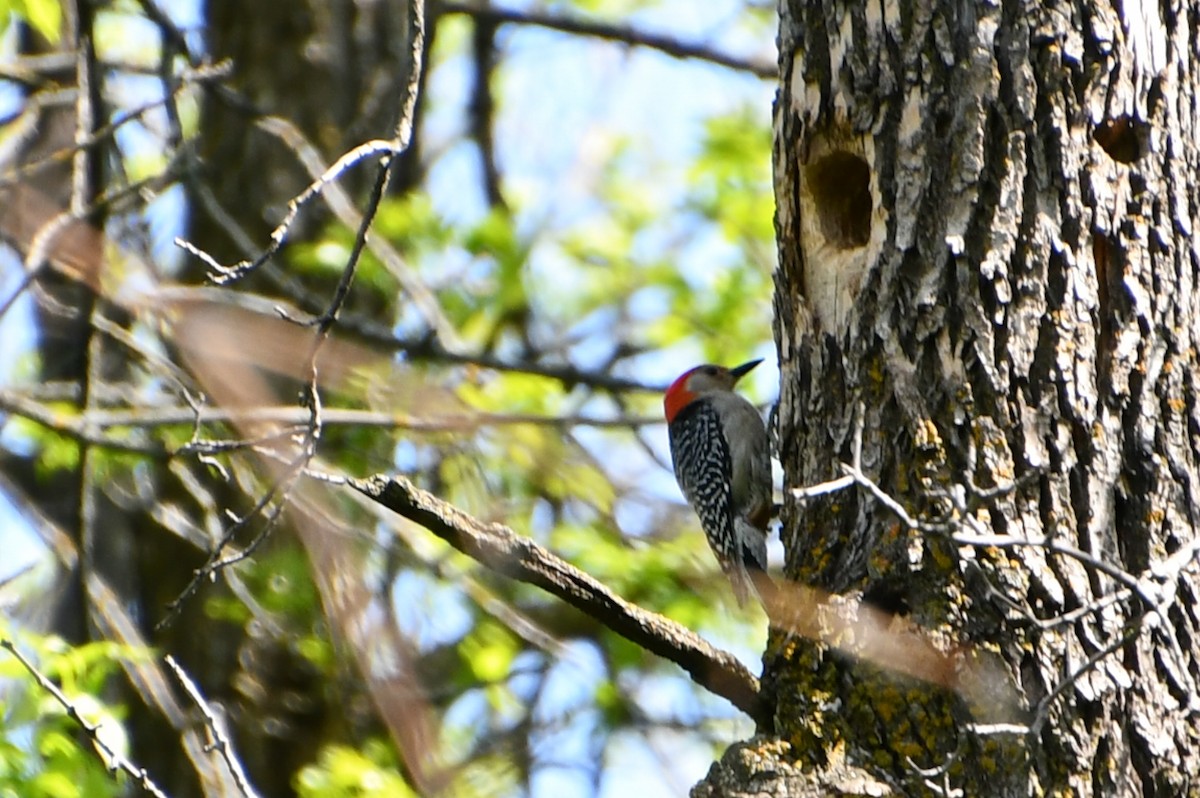 Red-bellied Woodpecker - ML343855101