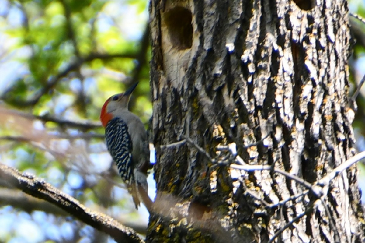 Red-bellied Woodpecker - ML343855141