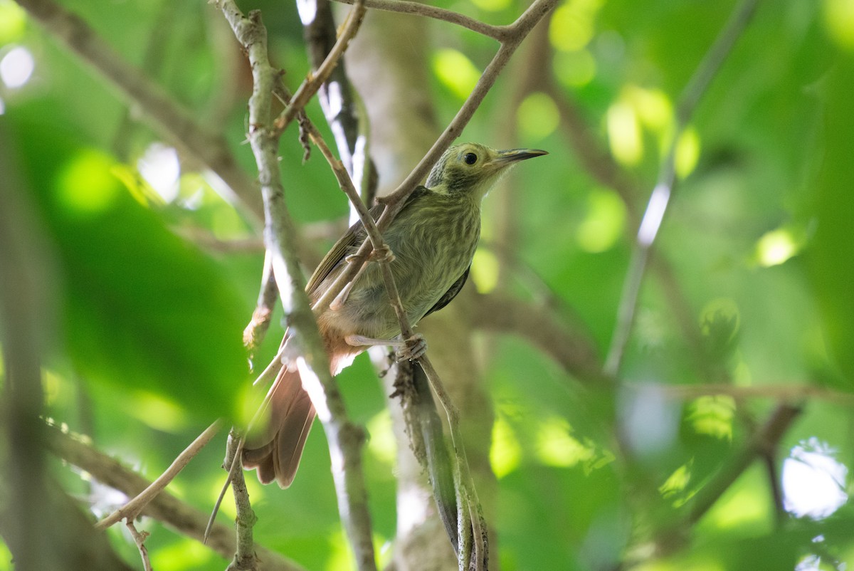 Makira Honeyeater - John C. Mittermeier