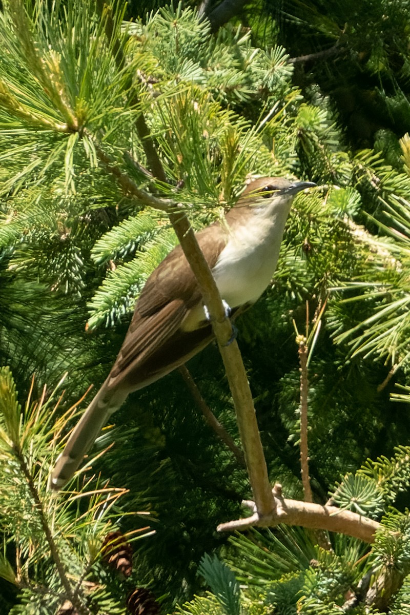 Black-billed Cuckoo - ML343856511