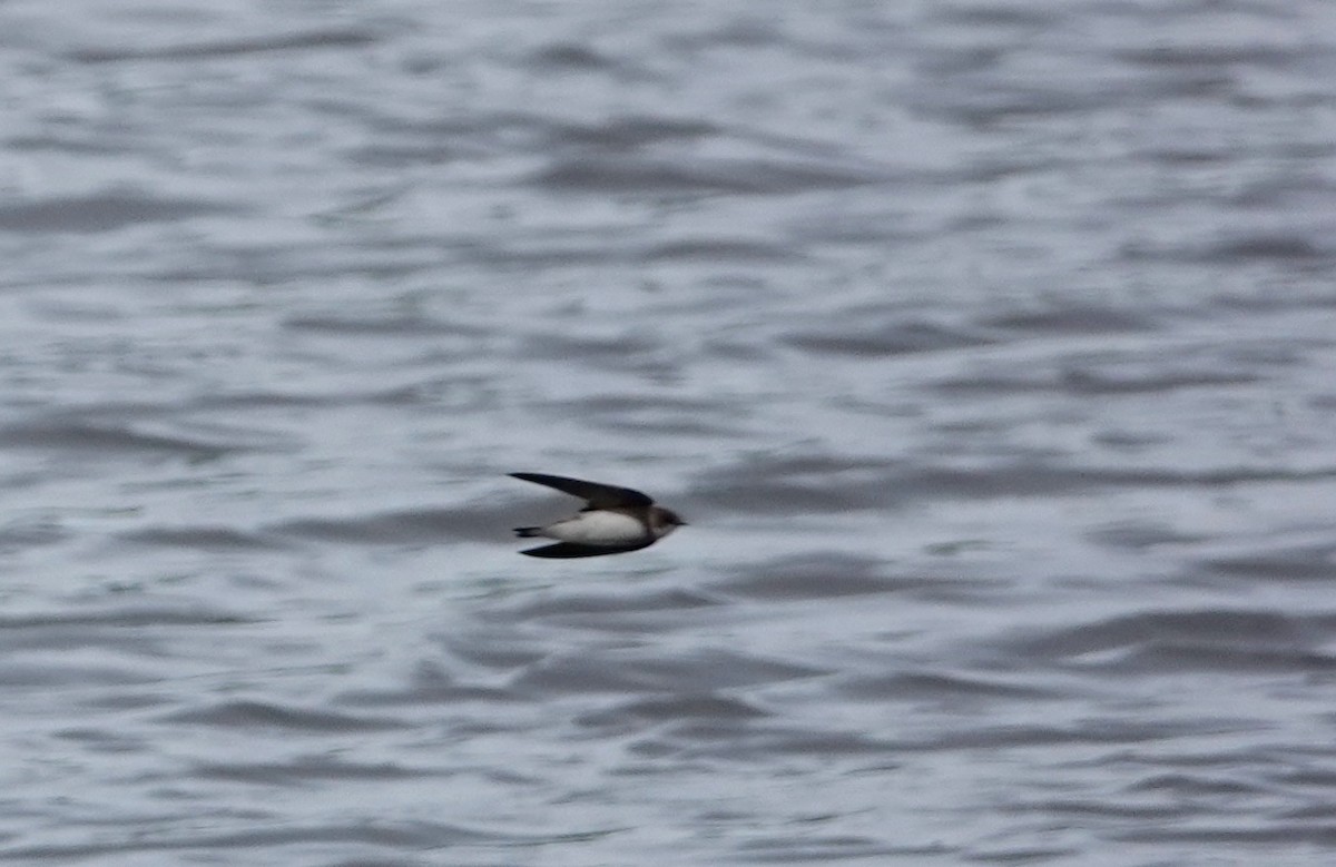 Bank Swallow - Ann Griffin