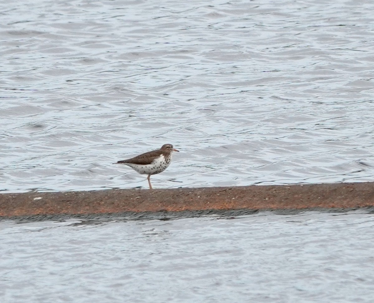 Spotted Sandpiper - ML343857491