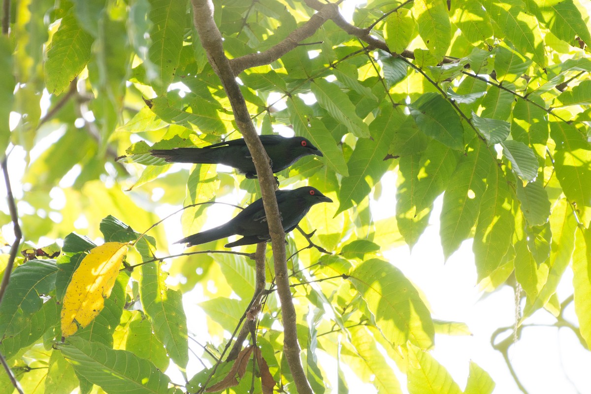 Metallic Starling - ML34385761