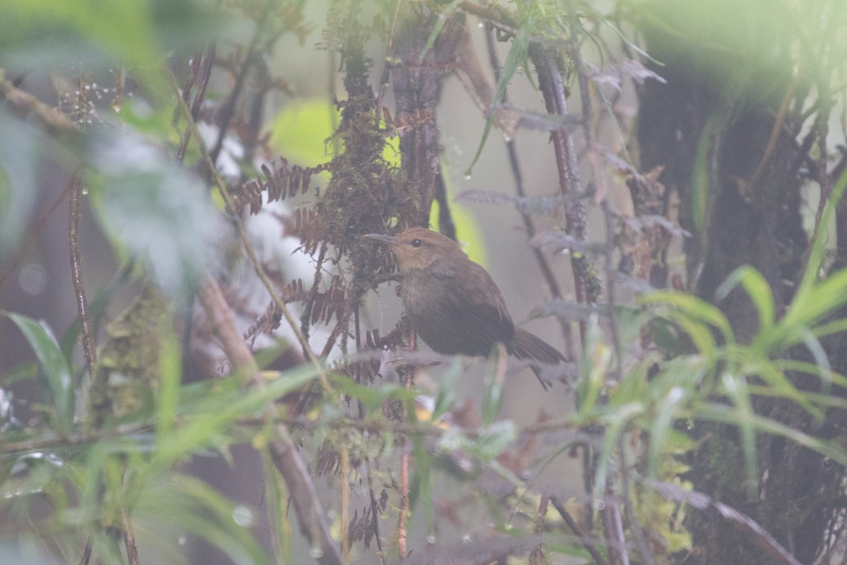 Shade Warbler - John C. Mittermeier
