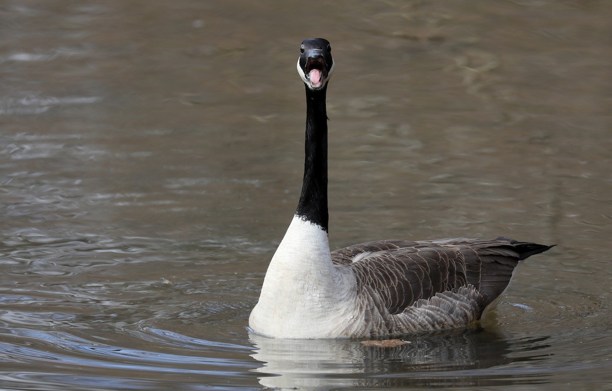 Canada Goose - Tom Irwin