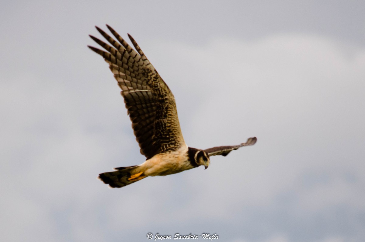 Long-winged Harrier - Jeyson Sanabria-Mejía