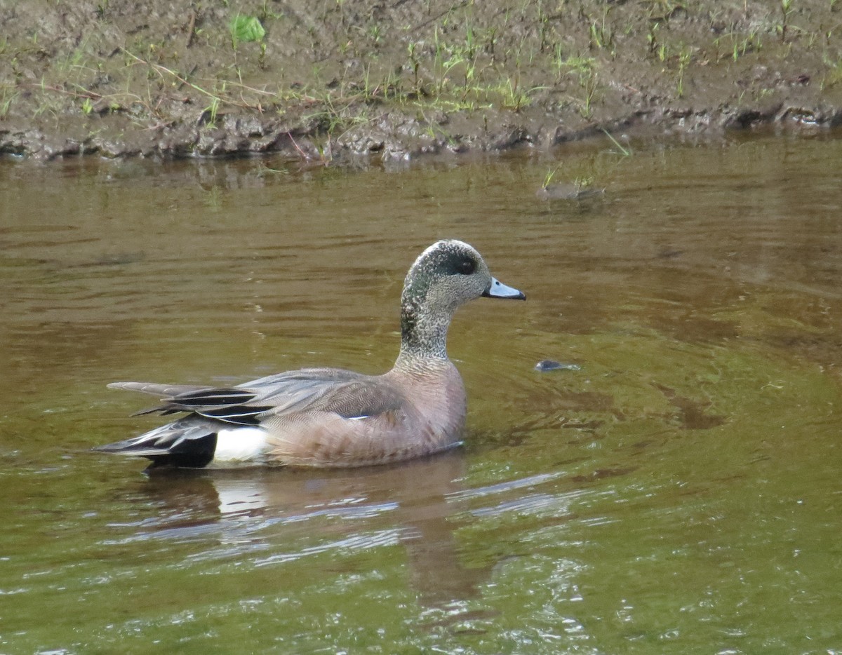 American Wigeon - Ellen  Tremblay