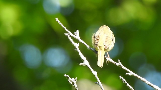 Common Yellowthroat - ML343859851