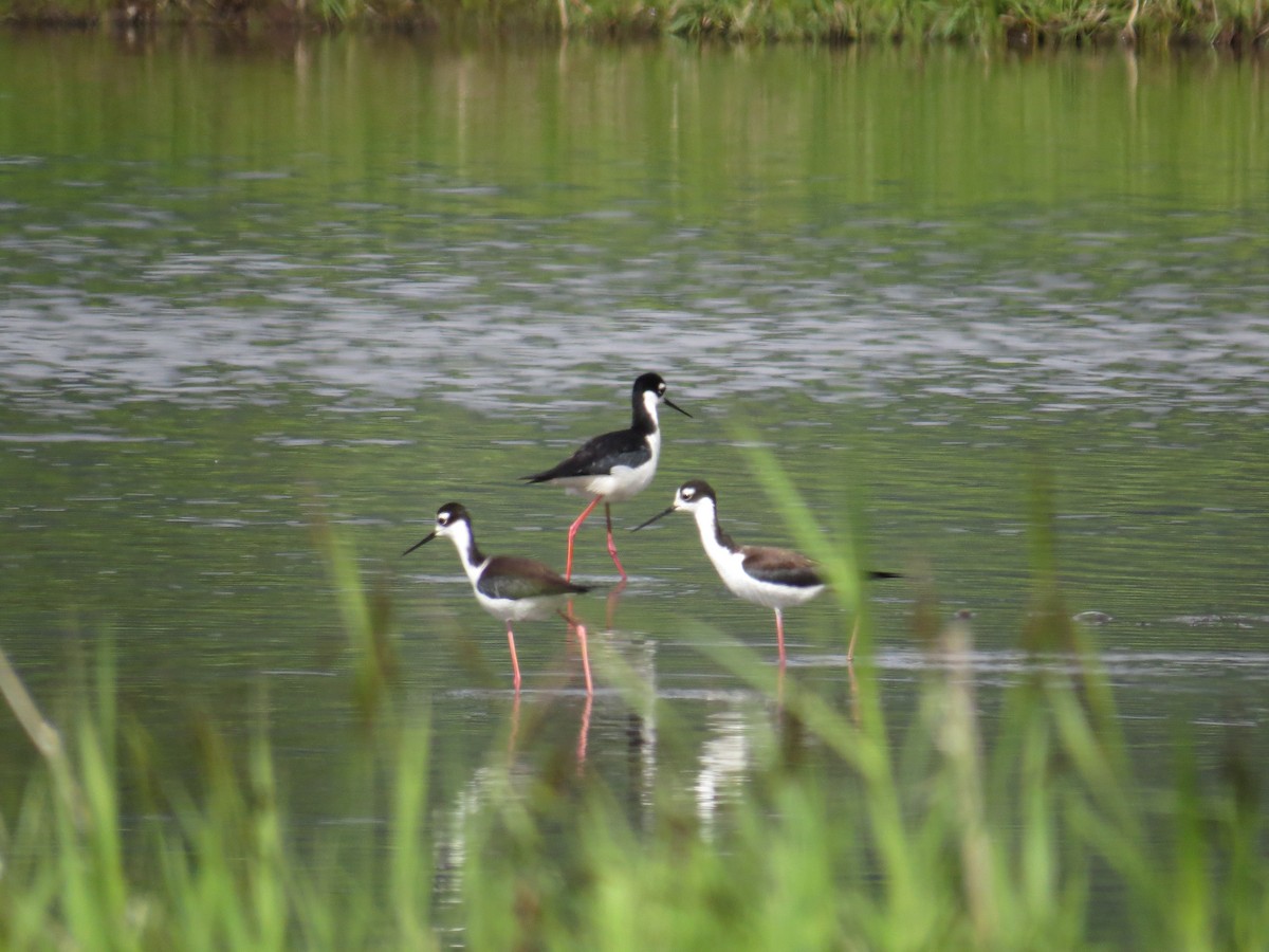 Black-necked Stilt - ML343860181