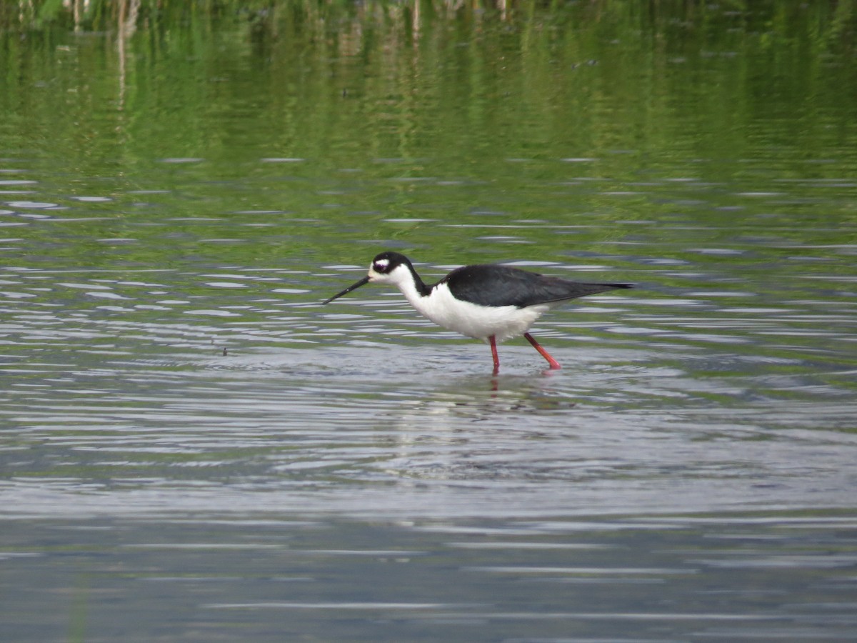 Schwarznacken-Stelzenläufer - ML343860241